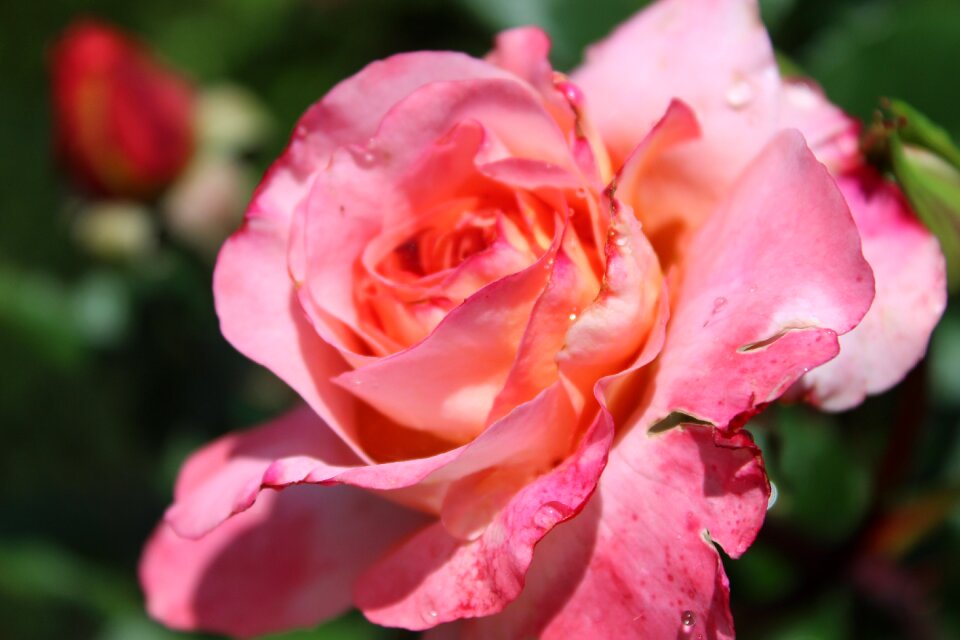 Blossoms flower garden floribunda