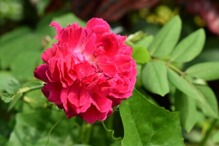 Plant nature bouquet