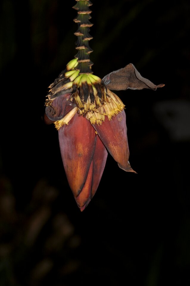 Bloom banana banana flower