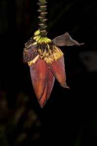 Bloom banana banana flower