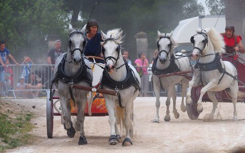 Festival medieval race
