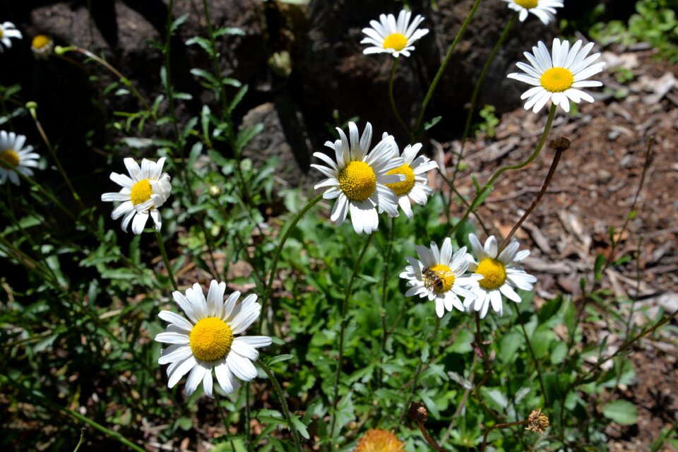 Bee nature
