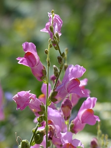 Flower pink garden lion maul
