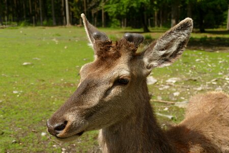 Male nature young photo