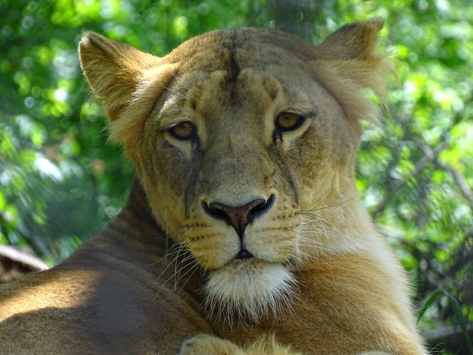Mammal brown the lion