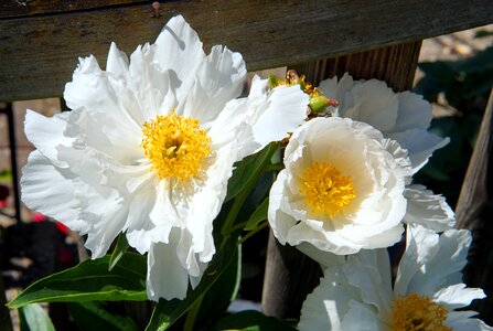 Blossom bloom flower peony photo