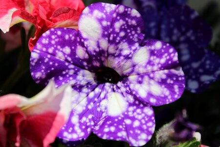 Garden nature petunia