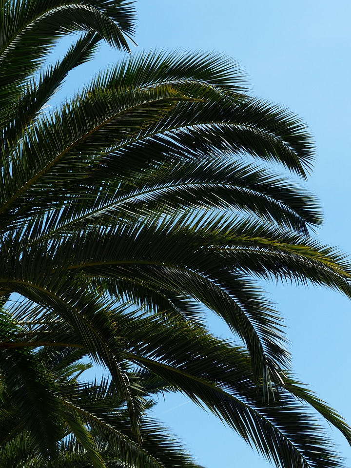 Shade tree leaves wedel