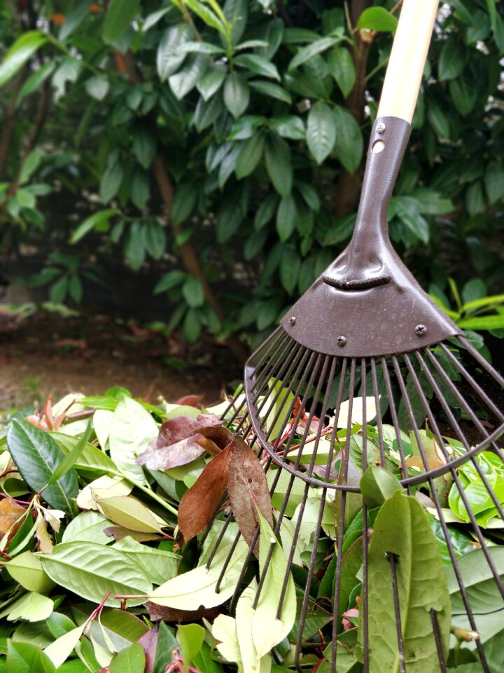 Leaves rake shrub