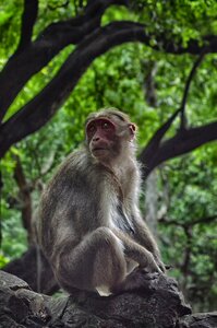 Animal mammal nature
