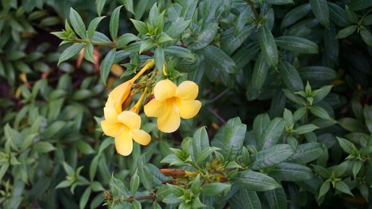 Plant natural spring flowers