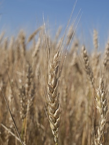 Grain kolos nature
