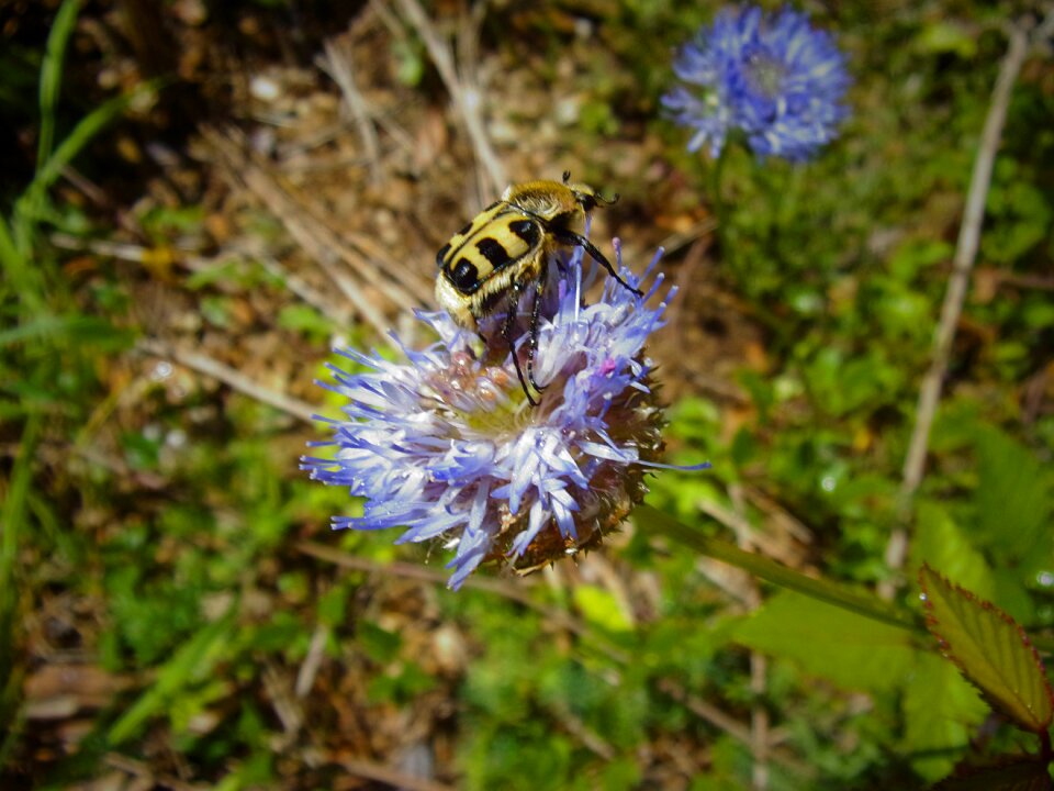 Insect cévennes mountain