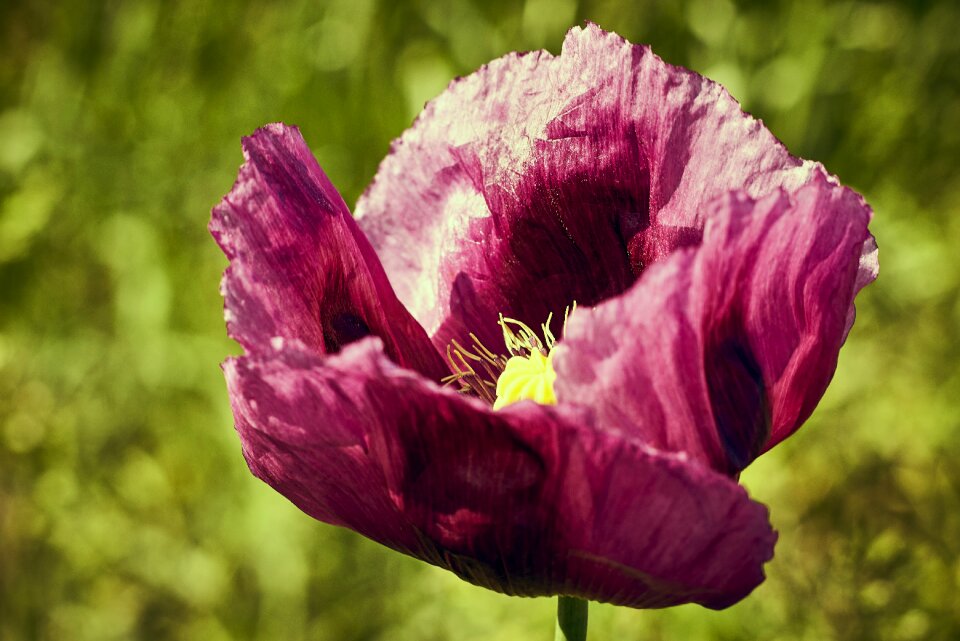 Red summer poppy flower photo