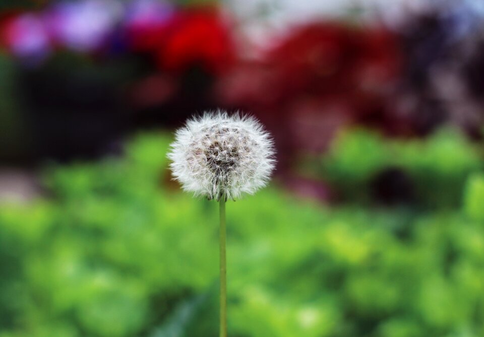 Spring nature summer