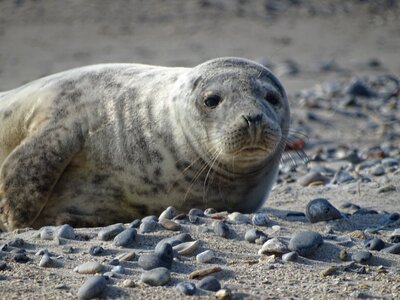 Beach sand aquatic animal