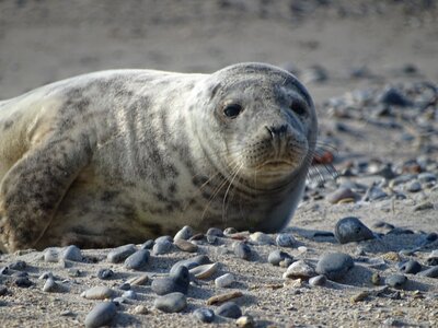 Beach sand aquatic animal photo