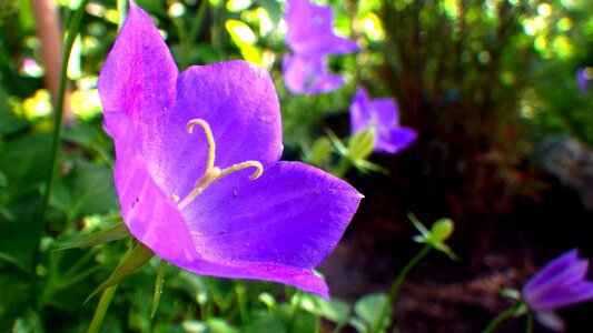 Flower flowers garden