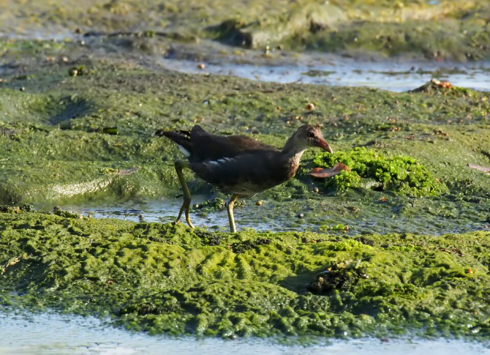 Wild wildlife nature