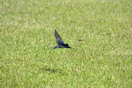 Bird wild birds yan