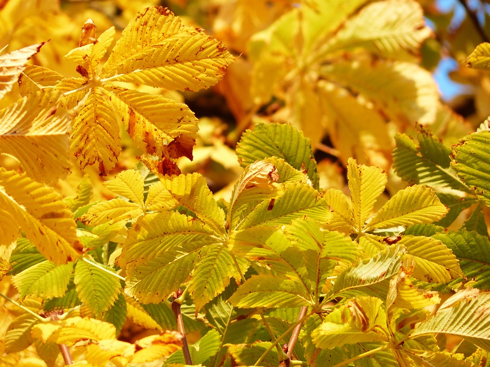 Shining yellow yellow green