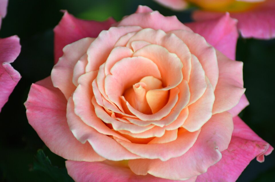Pink flowers nature