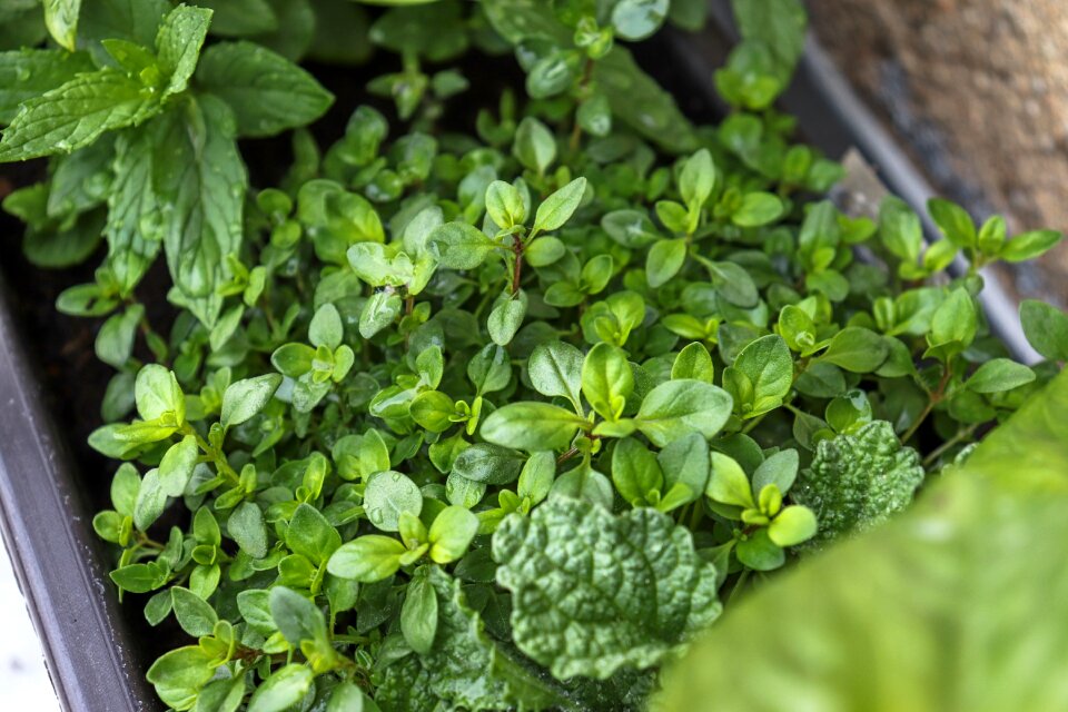 Herb plant flower