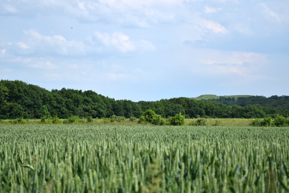 Grain harvest farm