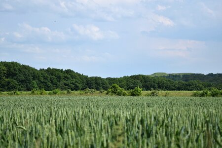 Grain harvest farm photo