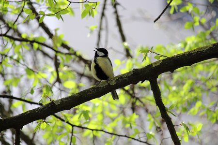 Animal nature songbird