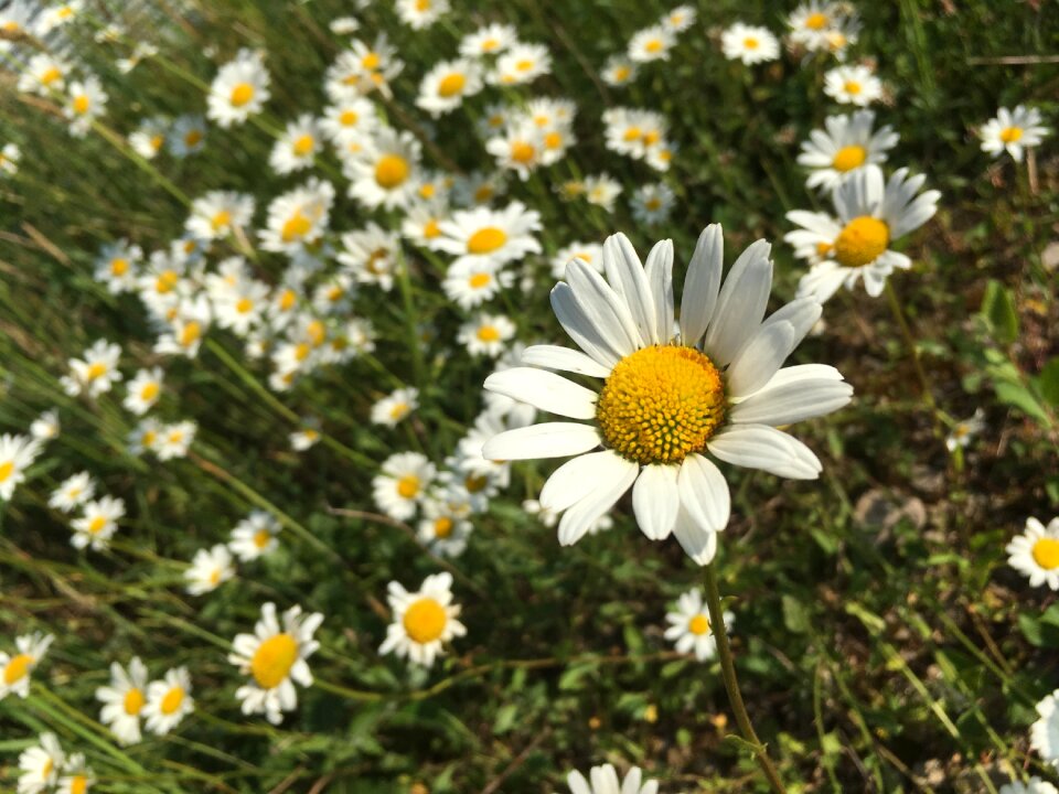 Spring summer spring flowers