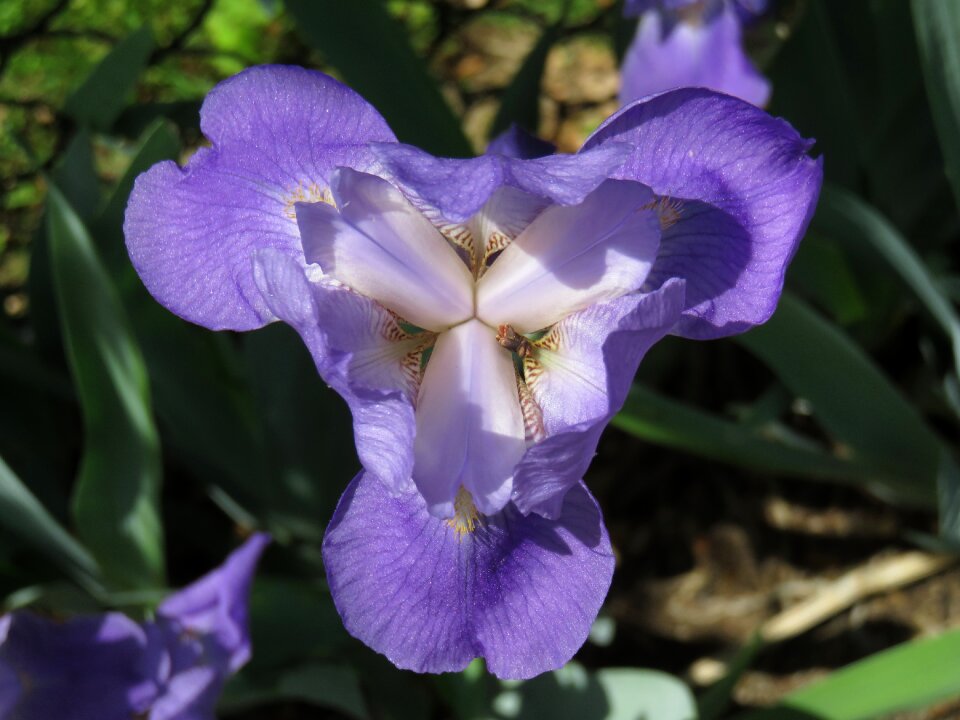 Plant bloom petal