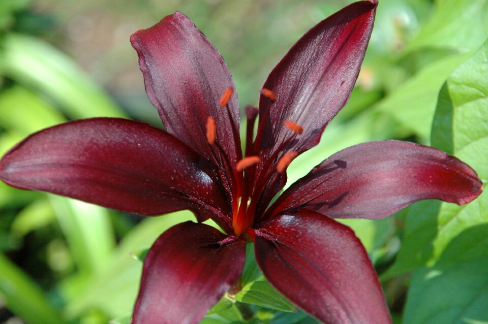 Nature floral petal