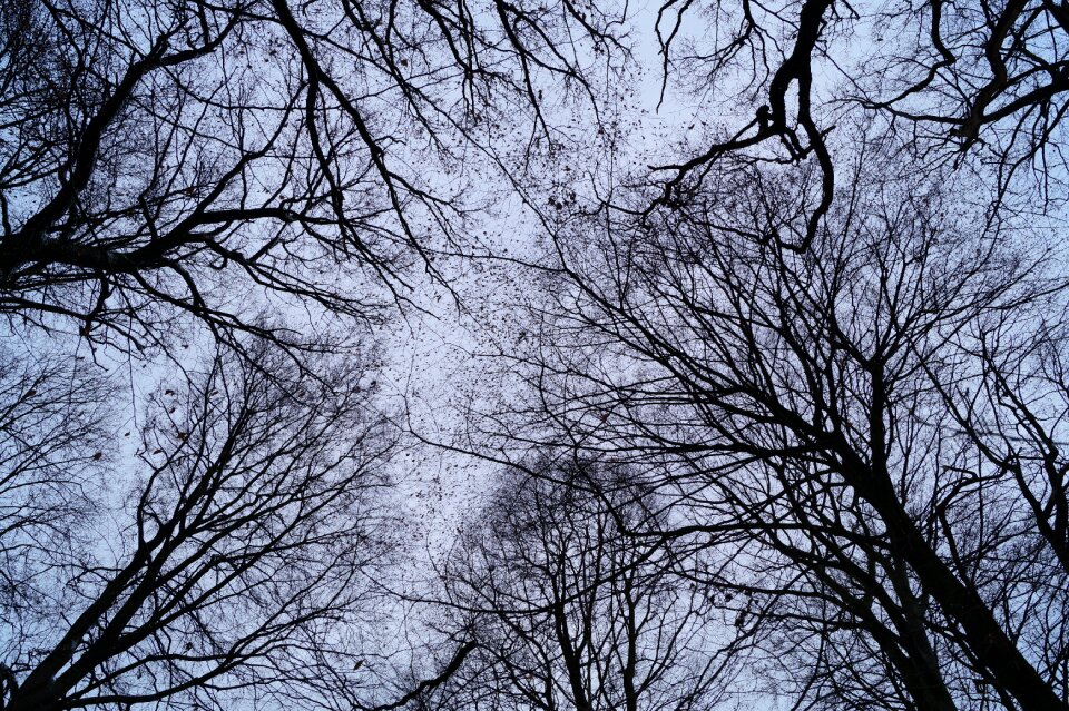Sky nature gnarled