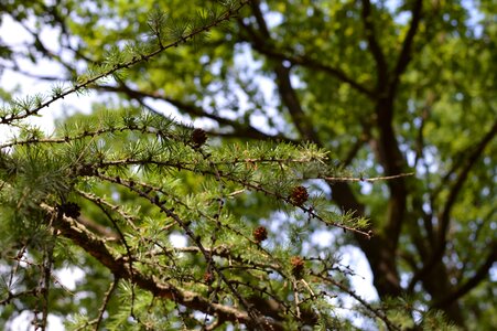 Pine nature green photo