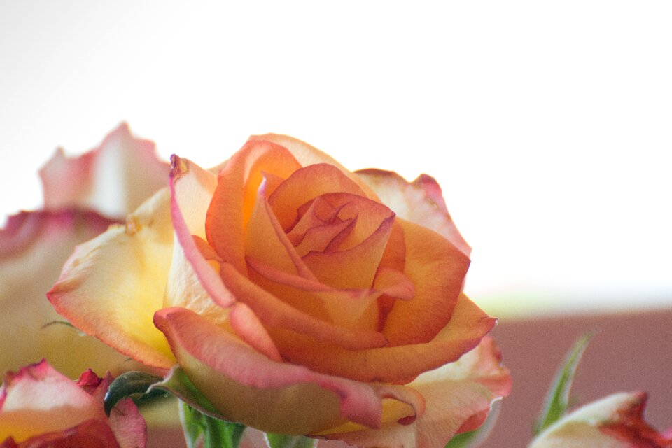 Flower pink rose close up
