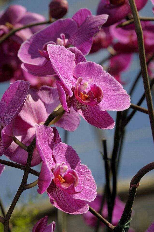 Botanical nature botany