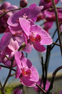 Botanical nature botany