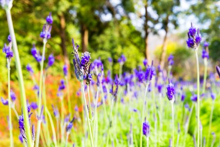 Garden landscape plant