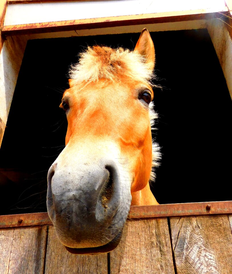 Equestrian reiterhof animal husbandry