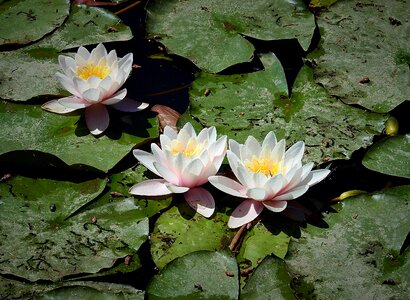 The beauty of nature flower water plant photo