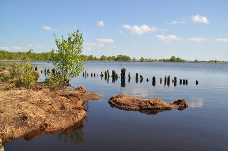 Nature conservation swamp nature photo