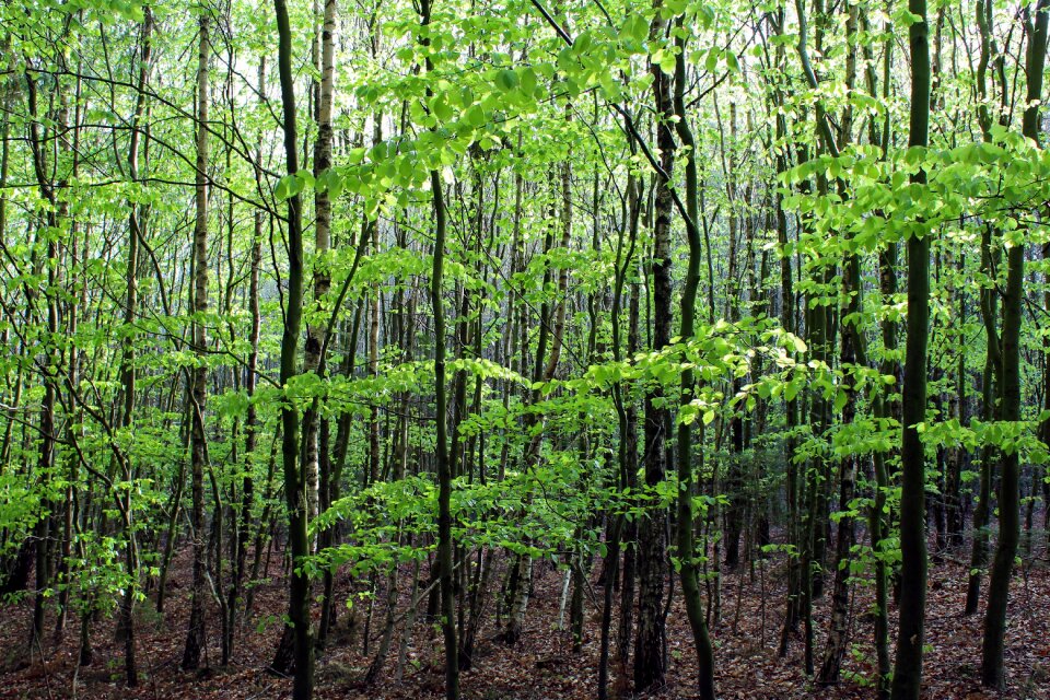 Deciduous trees sunlight nature