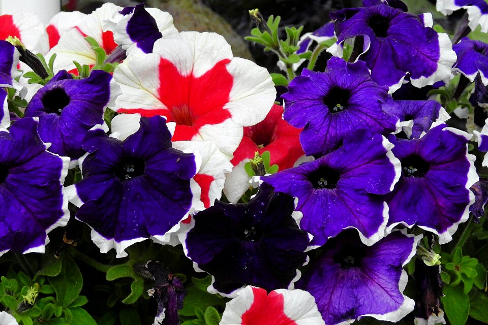Flowers the beauty of nature colorful flowers