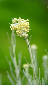 Garden flower culinary herbs