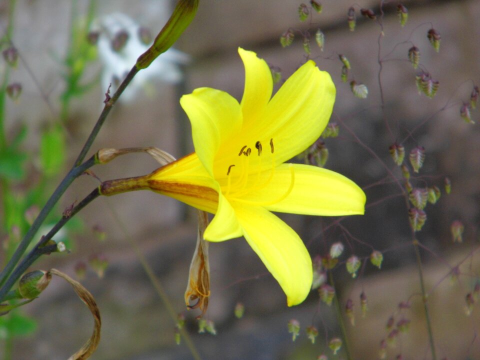 Flower garden spring flower