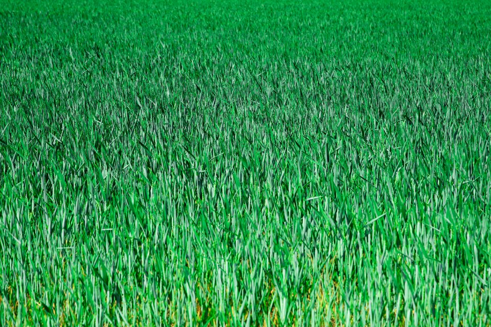 Arable farming landscape field of wheat