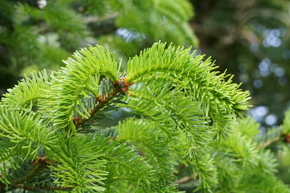 Tannenzweig pine needles needles