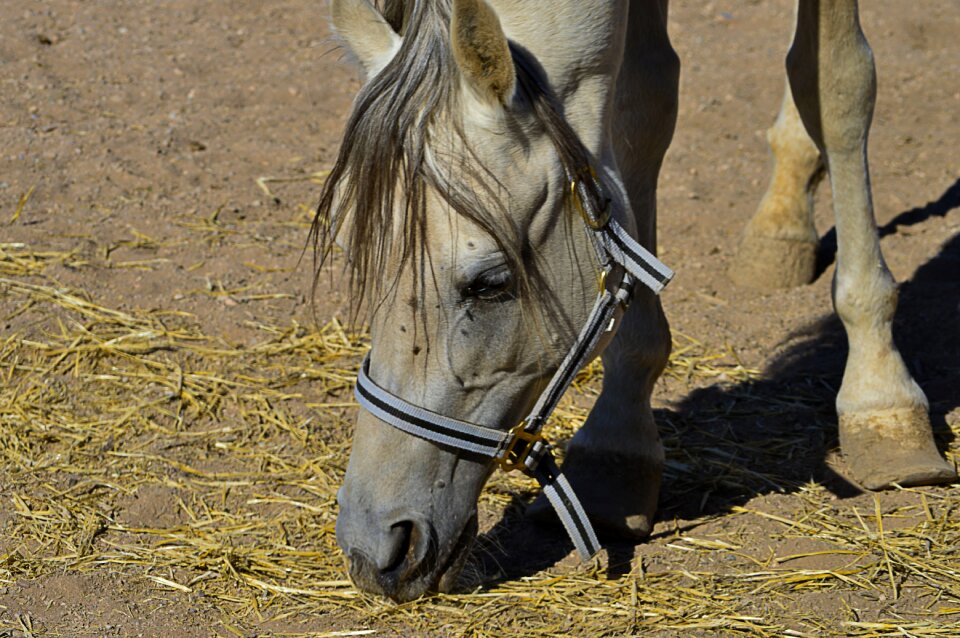 Equine four legged animal