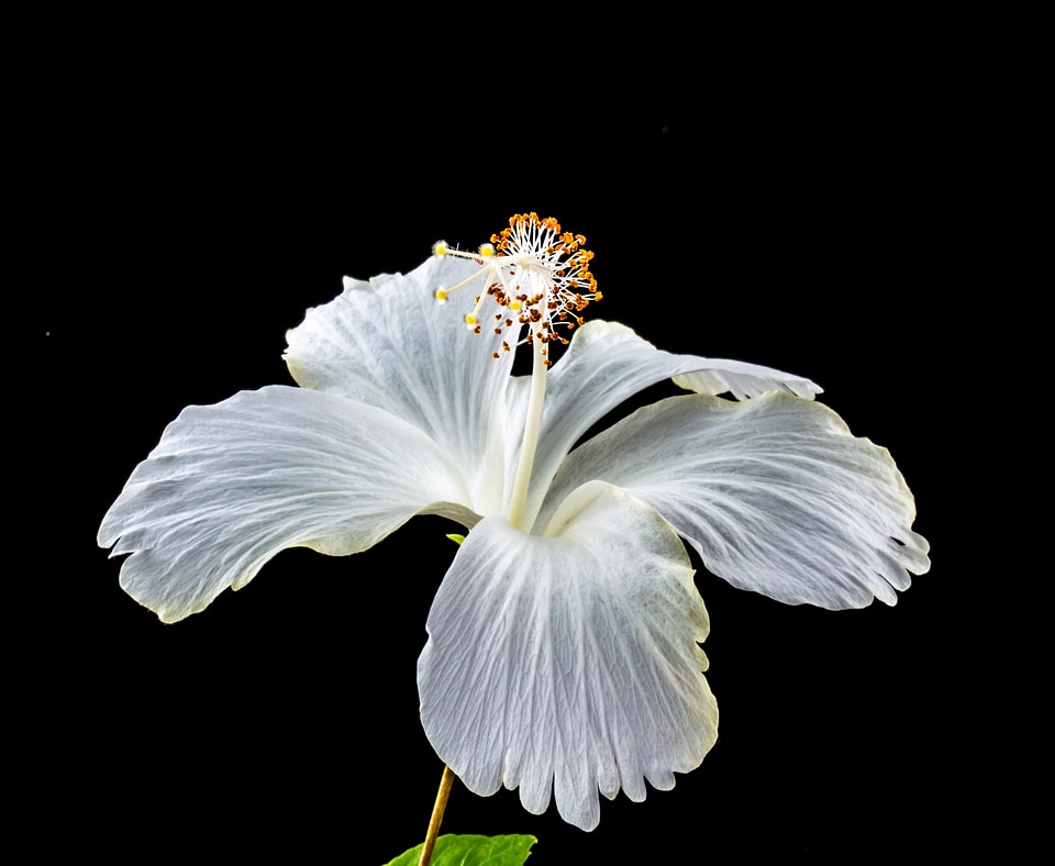Flower white marshmallow